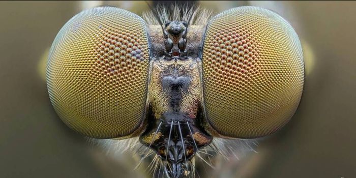 Artificial "Bug Eyes" Made of Nanoparticles and Liquid Marbles