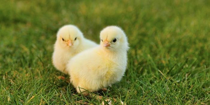 How Gene Editing Could Spare Billions of Chicks Every Year