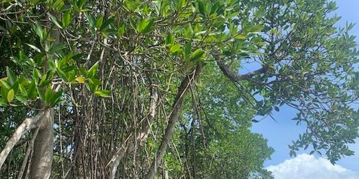 Climate Patterns Trigger Global Changes in Mangrove Ecosystems