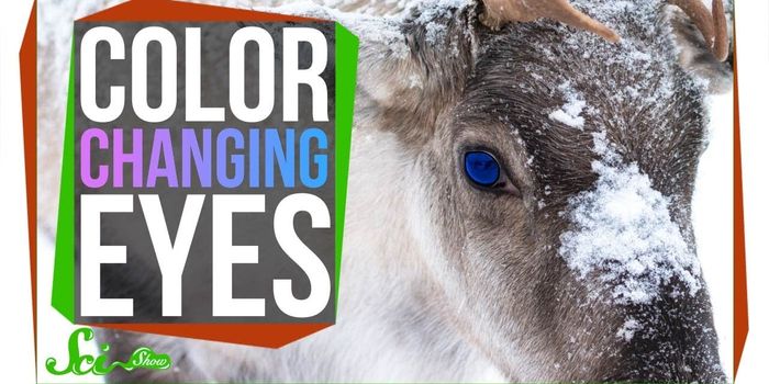Some Reindeer Have Eyes That Change Color
