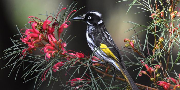 A Taste for Sugar is Discovered in Songbirds