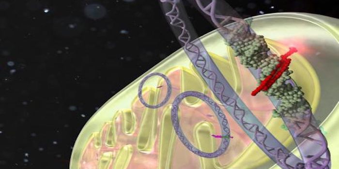 Treatment for Mitochondrial Disease in Development