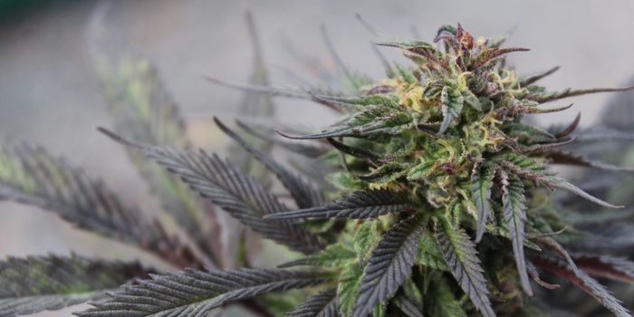 Only 50% Cannabis Genome Has Been Mapped