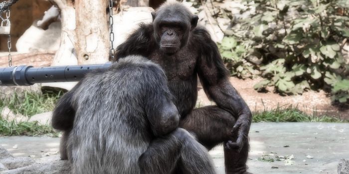 Robots and Rest: Chimpanzees React to Simulated Facial Expressions