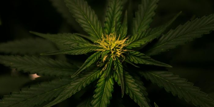 Cannabis Use During Pregnancy Linked to Intellectual Disability, Autism, ADHD