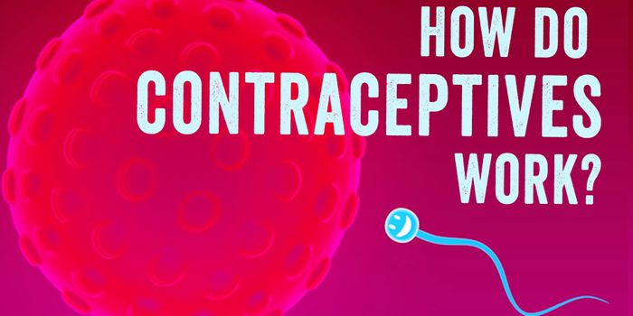 How Contraceptives Prevent Unwanted Pregnancy