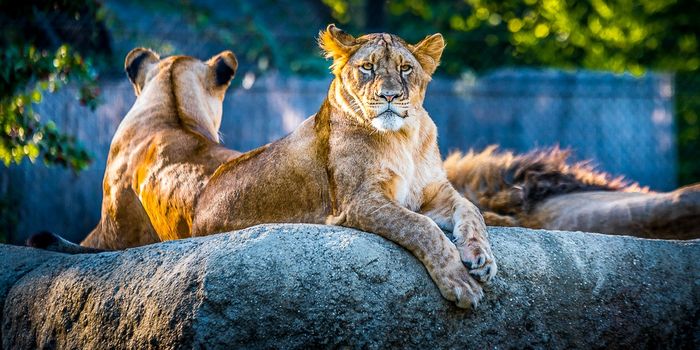 At Least 15 Animal Species in the US Have Contracted COVID-19 So Far