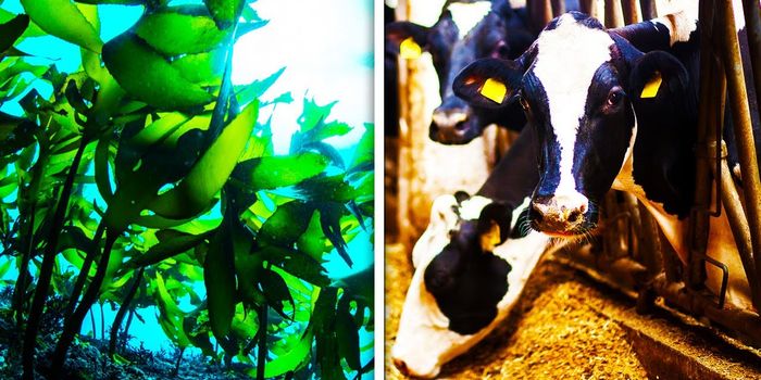 Cutting Down on Cow Gas