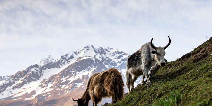 High-Altitude Gene Mutation May Aid Nerve Damage Repair