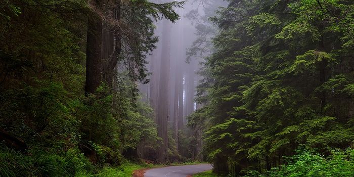 When do cold-climate forests turn from carbon sinks to carbon sources?