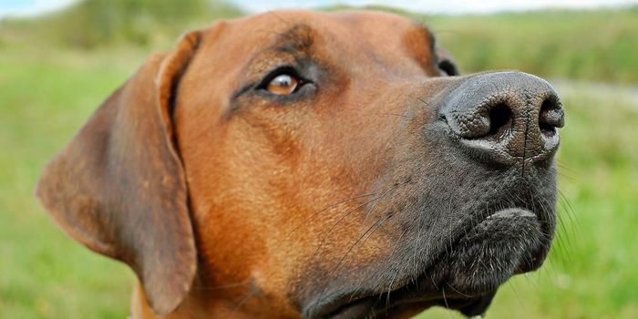 Dogs' Noses Can Assist With Animal Conservation Efforts