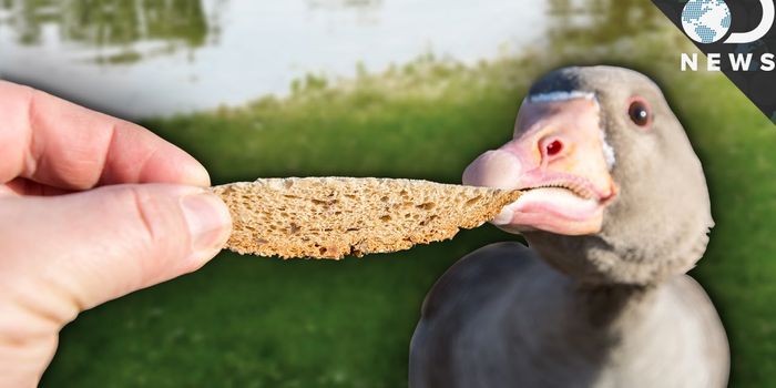 Feeding Wild Animals is a Bad Idea, Here's Why