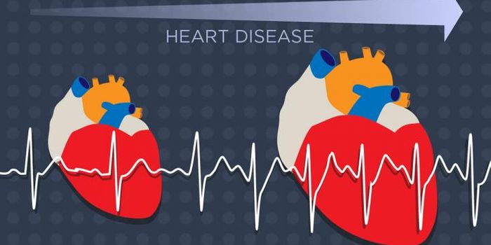 Why does the human heart shrink and swell?