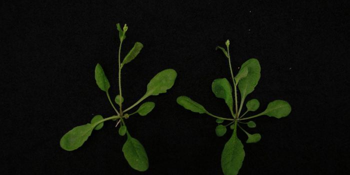 Towards More Efficient Plant Engineering with CRISPR-Cas9 Gene Drive