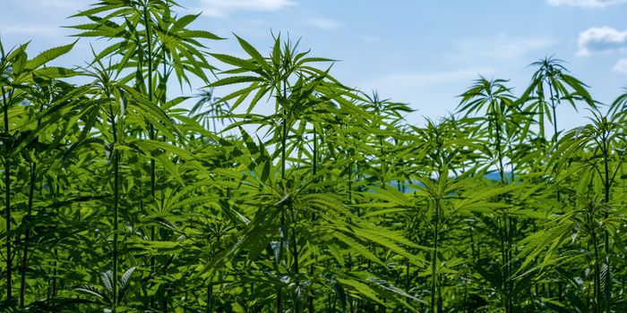 Hemp Stalk Waste: A Novel Source of Eco-Friendly Energy with Electrical Applications?