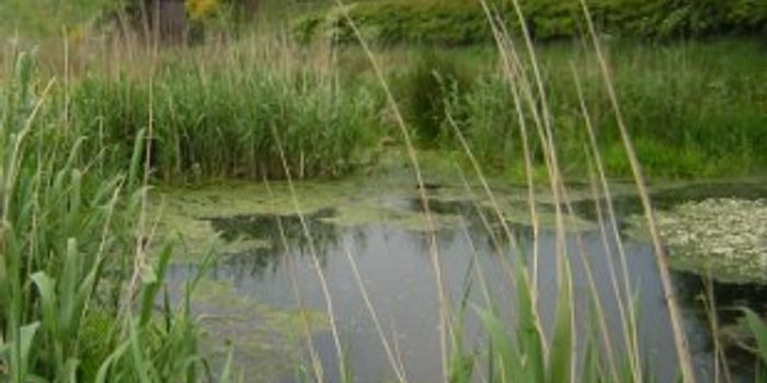 Recharging Mechanisms Reduce Methane Production in Wetlands 