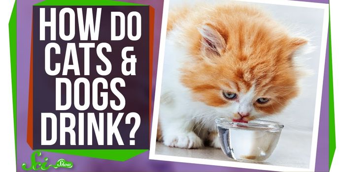 Cats Rule...Dogs Drool?