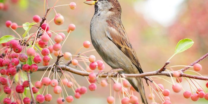 Problematic Drunk Birds Are Concerning Residents in Minnesota