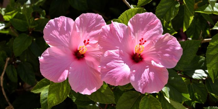 Hibiscus Treatments to Minimize Alzheimer's Disease Symptoms