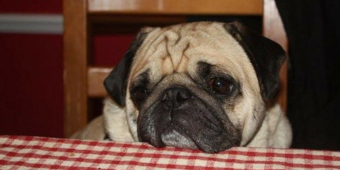 Want to Live Longer? Get a Dog.