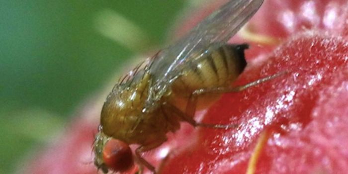 Targeting an Invasive Pest with Gene Drive