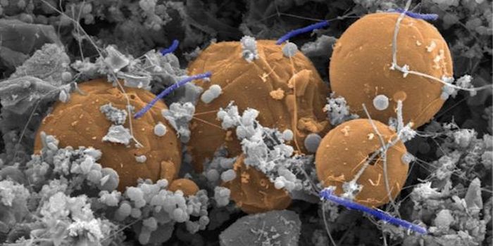 The 'Deep Biosphere' of the Earth Teems with Life