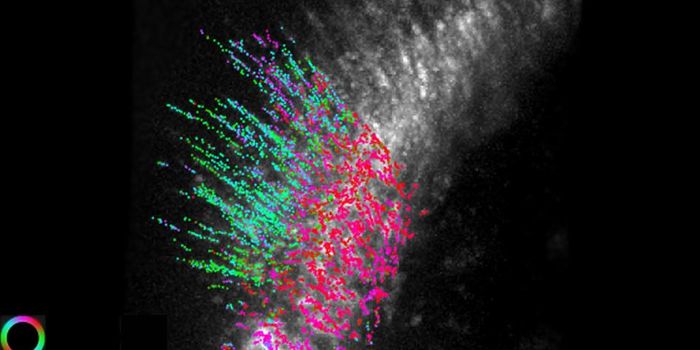 New Microscopy Technique can Track Molecules in Living Cells
