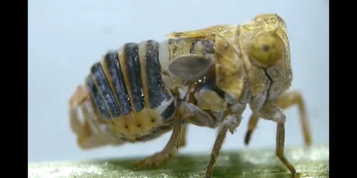 How a Snapping Organ Helps Planthopper Insects Communicate