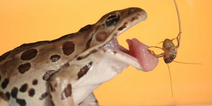 Here's the Secret to a Frog's Sticky Tongue