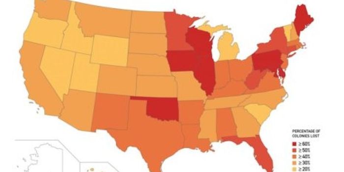 Bee Colonies Still Declining, but at Lower Rate