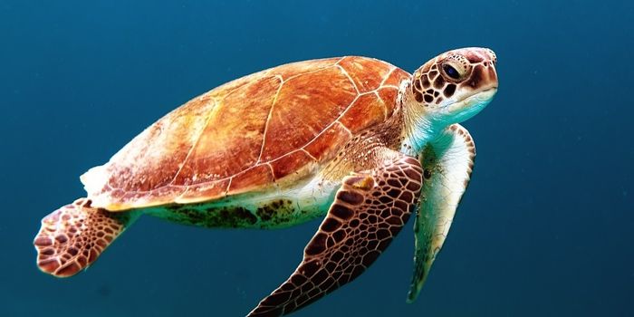 Why Do Turtles Live So Long?