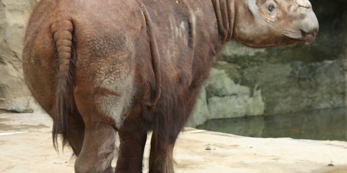 An Attempt to Save the Rare Sumatran Rhino