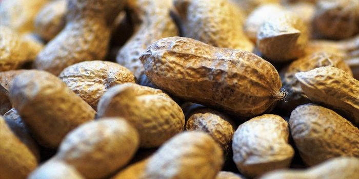 Advancing Peanut Allergy Management: Unveiling the Safety Profile of VP250
