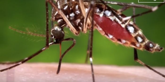 A Mosquito-borne Disease Called EEE is Spreading This Year