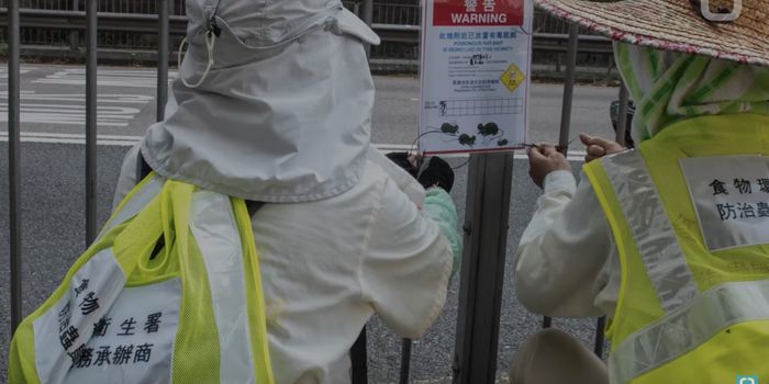 We Still Don't Know Why Rat Hepatitis is Turning Up in People