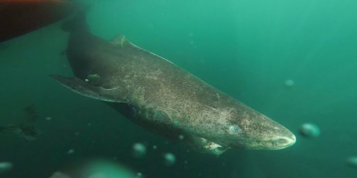 Arctic Behemoth Verified to be at Least 400 Years Old