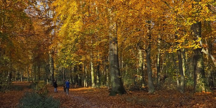 Forest Bathing: Prescribed to Relieve Stress