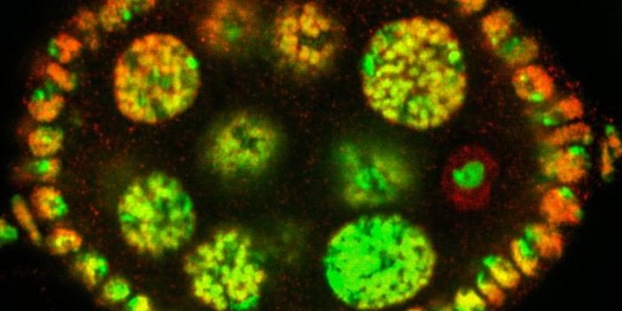 Dormant Ovules Awakened by Molecular Clock