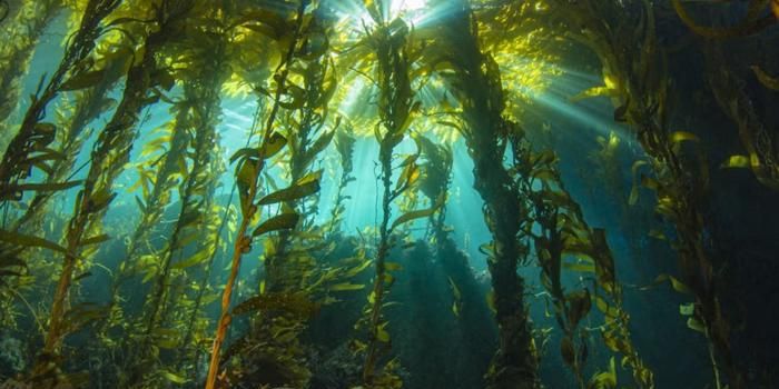 Marine "Darkwaves" Bring Underwater Blackouts