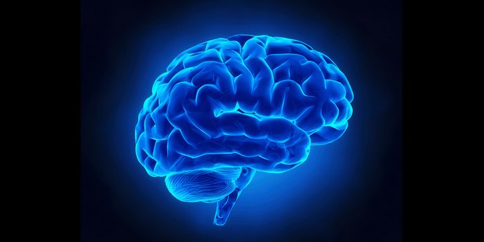 Gene Pathway Regulates Growth and Development of the Cerebral Cortex