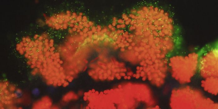 Artificial Cells Keep Time, Revealing More About Circadian Rhythms