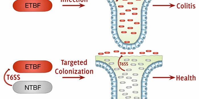 Competition Among gut Bacteria Reduces Pathogens