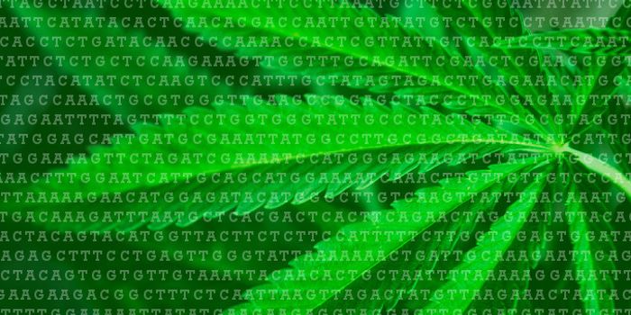 Gene Mutation Increases Risk of Psychosis for Cannabis Users