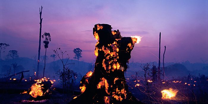 The most wildfires Brazil has ever seen ravage the Amazon