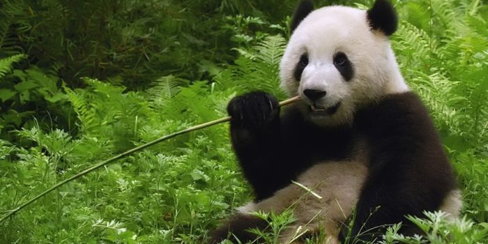 Climate Change is the Biggest Hurdle for Reintroducing Pandas to the Wild