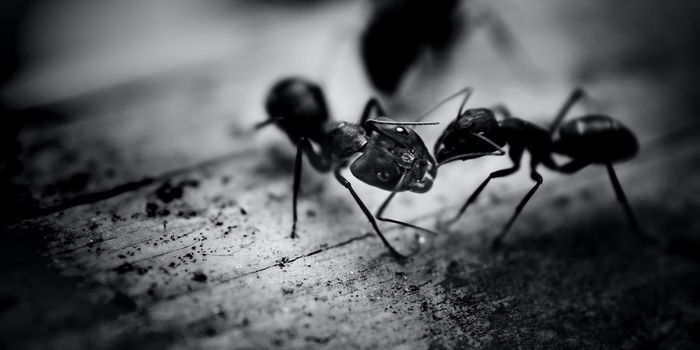 Training insects to detect cancer