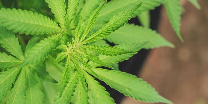 Beyond THC: Full Cannabis Extract Improves Glucose Levels