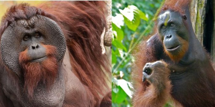 Flanged male orangutans experience more severe early life stress