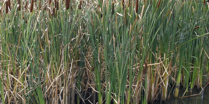 Common Weed Keeps Water Clean