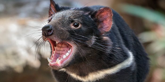 Disease Threatens Extinction of The Tasmanian Devil